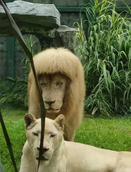 Zookeepers have denied any involvement with the odd haircut of the white lion. Credit: Guangzhou Zoo/Weibo