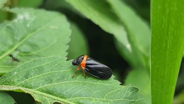 Pictured above is a spittlebug's offspring known as a froghopper. Credit: Pixabay