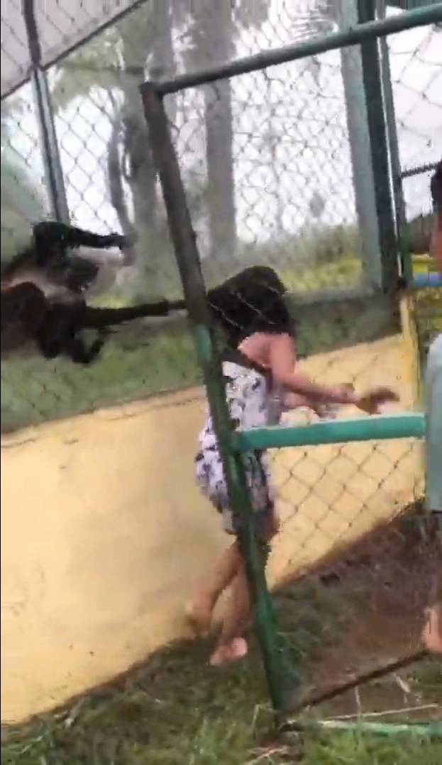 The monkeys were able to catch up with the young girl as she walked past their enclosure.  Credit: TikTok/@greciadlg29