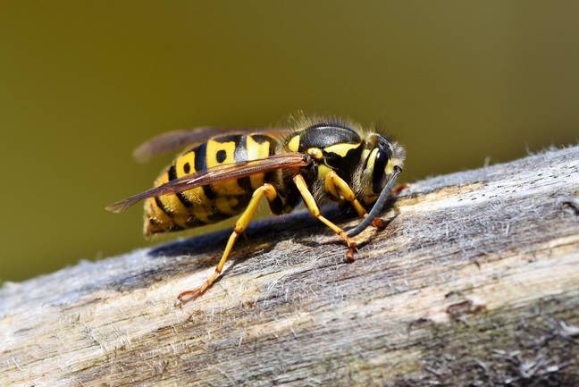 A swarm of wasps is expected in the UK thanks to the warmer temperatures. Credit: Pixabay