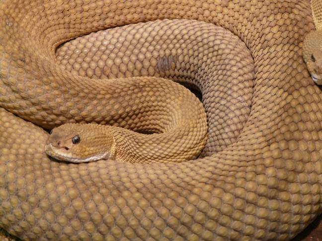 Two victims received snake bites just days after the funeral. Credit: Pexels