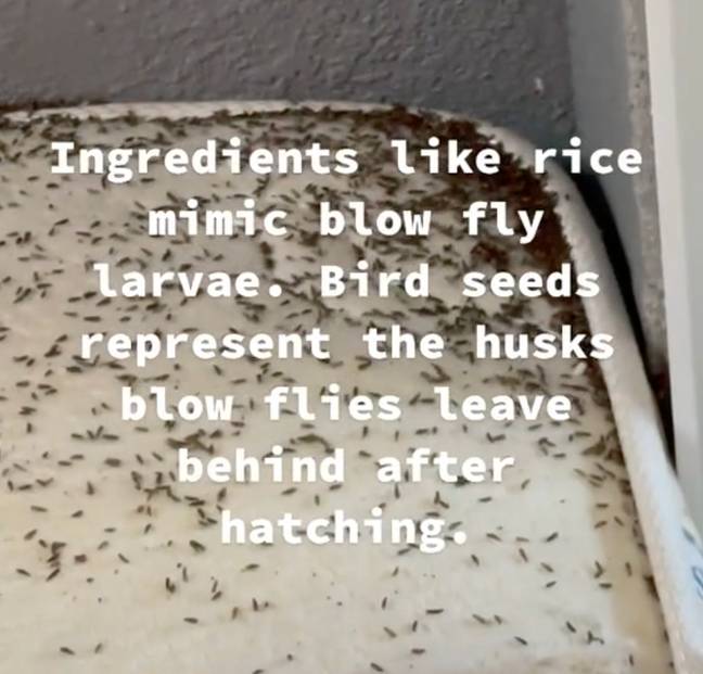 Rice is used to mimic blow fly larvae. Credit: @hazmatdan/TikTok