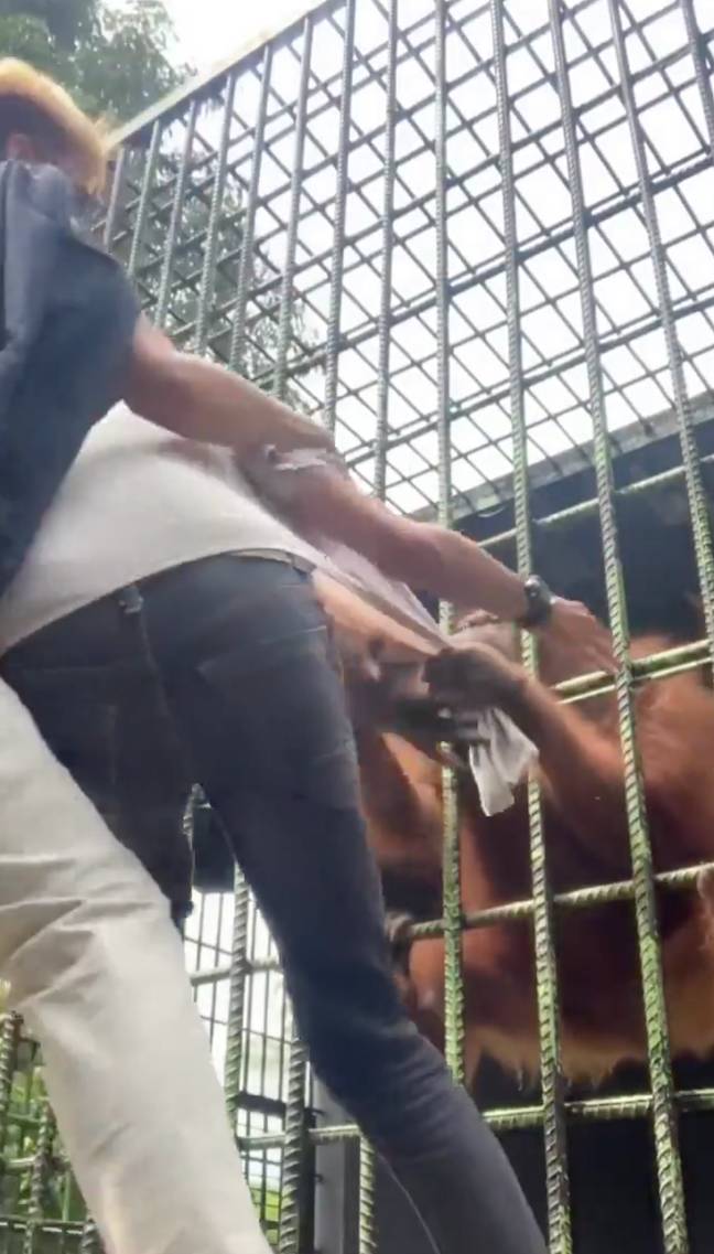 The orangutan grabbed the man and refused to let go. Credit: ViralPress