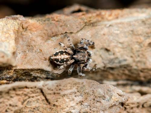 Credit: Wiki Commons/Anatoliy Ozernoy