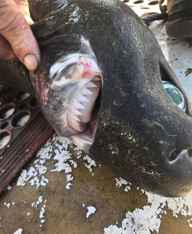 A few days later, Bermagui posted another snapshot of the deep-sea creature, this time caught by another fisherman. Credit: Instagram/Trapman_bermagui/