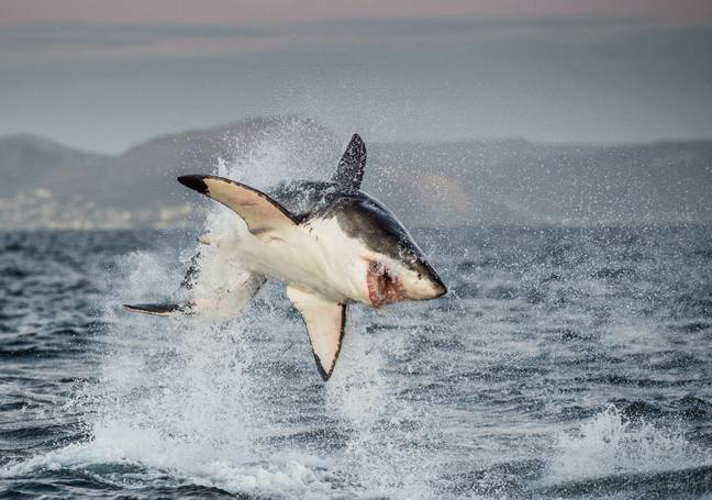 A group of great white sharks have not returned to the patch of waters where orcas have been known to rip out their livers. Credit: Shutterstock 