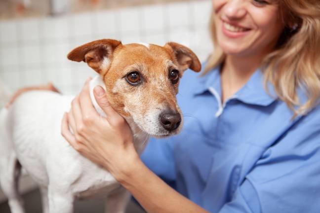 Some vets have said dogs regularly fall ill in winter. Credit: Alamy