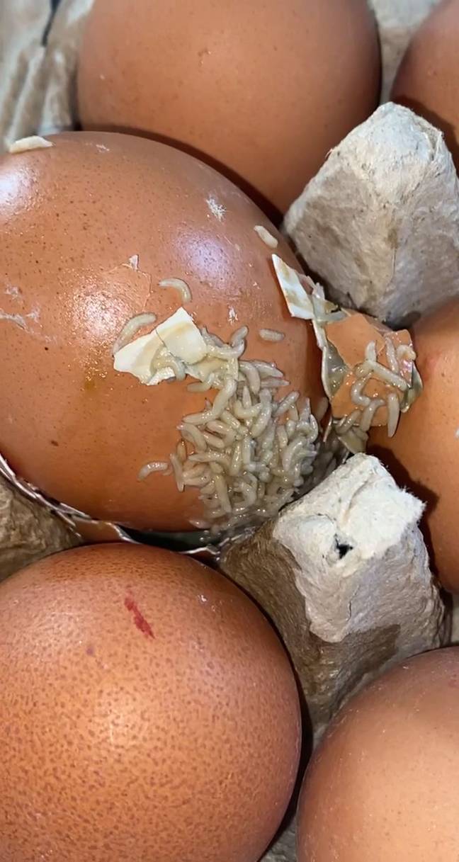 Alice's eggs. Credit: Kennedy News and Media