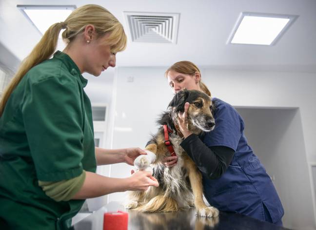 A dog being held by a nurse while the veterinarian inspects it. Credit: Alamy