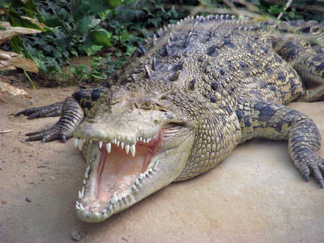 Saltwater crocs can reach a whopping seven metres in length. Credit: Shutterstock