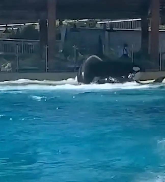 SeaWorld visitors were shocked to sea orcas fighting. Credit: PETA