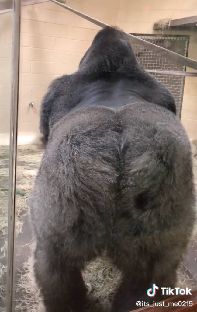 There aren't many people in this world who can say they've been mooned by a gorilla. Credit: TikTok/@its_just_me0215