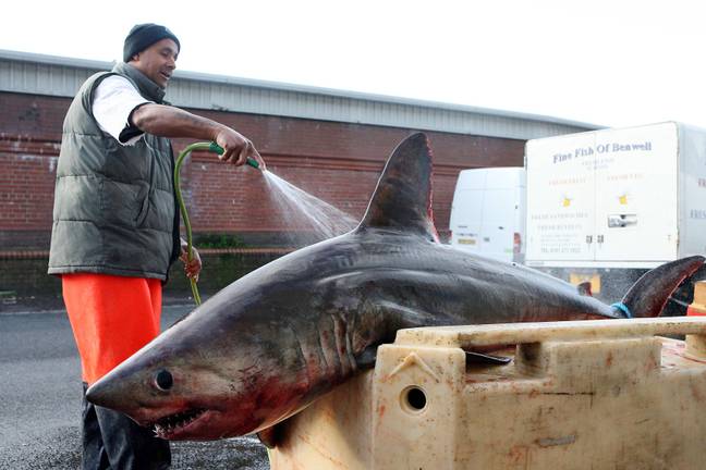 Back in 2007, this massive porbeagle was caught off the coast of Tynemouth (Credit: Alamy)