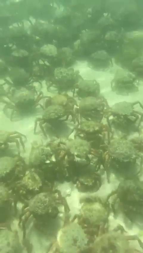 They come to shed their outer shells. Credit: BNPS