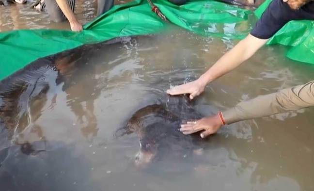 Currently, 70% of giant freshwater fish globally are threatened with extinction. Credit: Wonders of the Mekong/AP