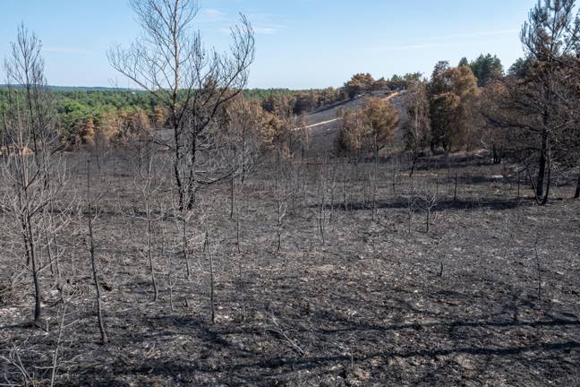 The aftermath of a wildfire in Surrey during last month's heatwave. Credit: Alamy/ Gillian Pullinger