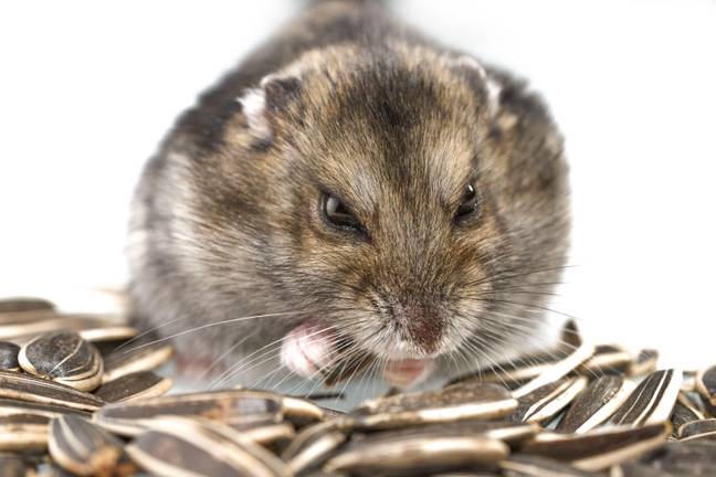 Hamster Aggression Scientists Shocked After Their Gene-Editing Experiment Turns Hamster ...