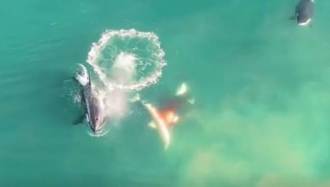 It is then mauled, with one of the whales taking a bit out of its stomach. Credit: Discovery+