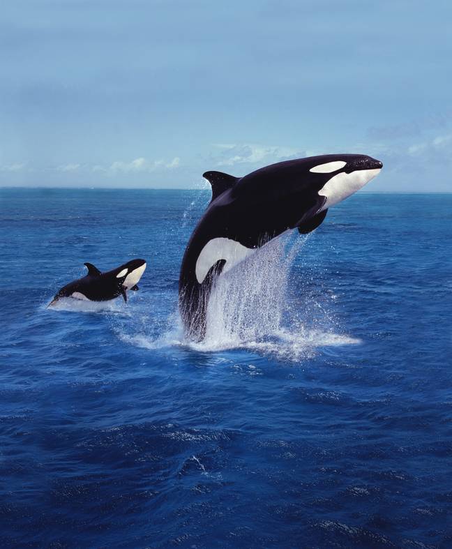 A pair of male killer whales are thought to be behind a string of great white killings. Credit: Shutterstock 