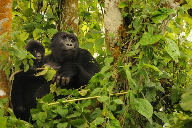 已经引入了一项新的旨在保护格劳尔大猩猩在刚果民主共和国的大猩猩。信用：Alamy