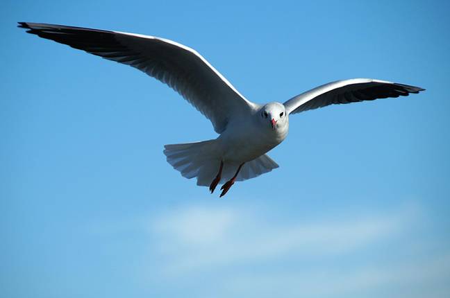 Seagulls are said to go 'mad' for the flying ants. Credit: Pixabay