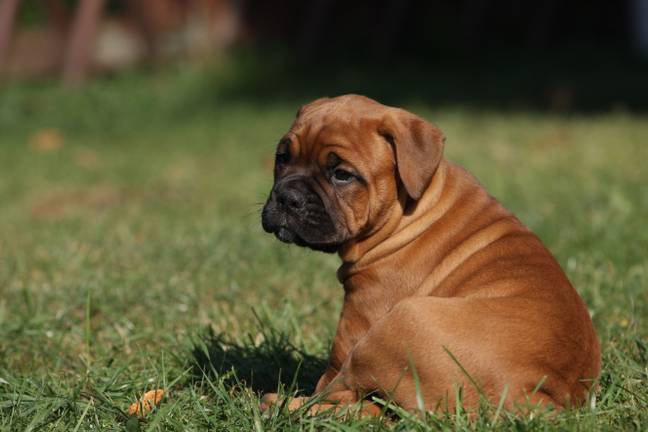 Breeding English Bulldogs (pictured) and Cavalier King Charles Spaniels has been banned in Norway. Credit: Alamy