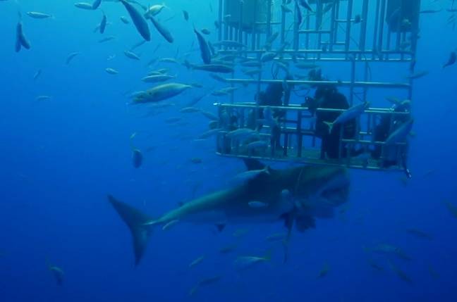 One theory suggested cage diving was to blame. Credit: National Geographic/When Sharks Attack