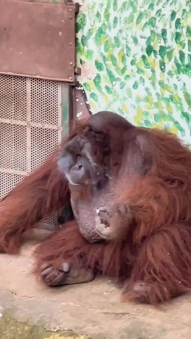 The orangutan took two puffs before putting out the cigarette. Credit: CEN
