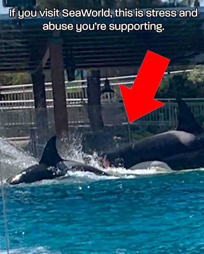 A spokesperson for SeaWorld has claimed the footage is 'misleading'. Credit: PETA