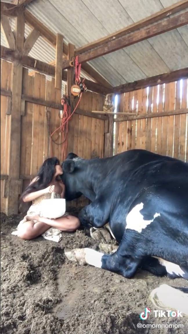 A woman has helped a cow to relax by singing and giving them a sound bath (TikTok @ om_om_mom).