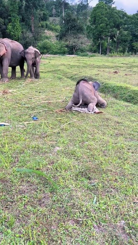 People suggested the elephant wanted to do a bit more than just play. Credit: Jam Press