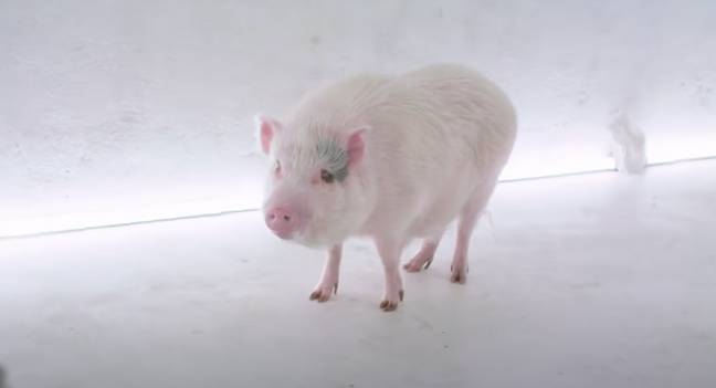 The cute piglet Eric is faced with a brutal death. Credit: Last Chance for Animals/YouTube