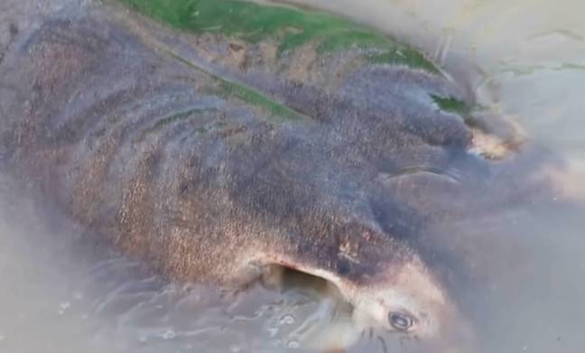 The stingray measured the length of two average humans. Credit: Wonders of the Mekong/AP
