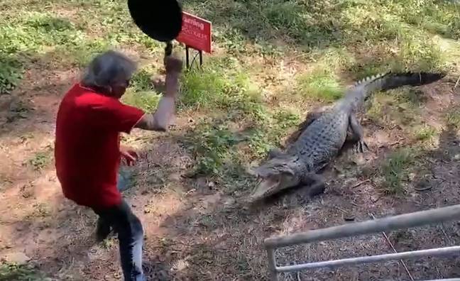 An Australian man has been caught on camera fending off an enormous crocodile. Credit: Storyful