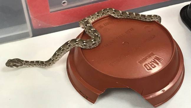 The snake can strike rapidly. Credit: RSPCA