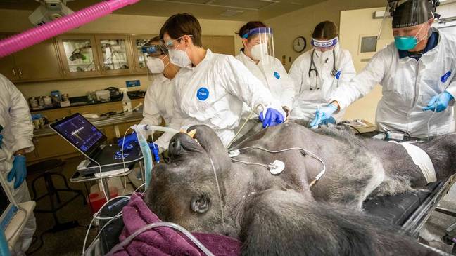 Western lowland gorilla Koga is 34 years old and has to have bi-annual 'health MOTs'. Credit: Caters News Agency