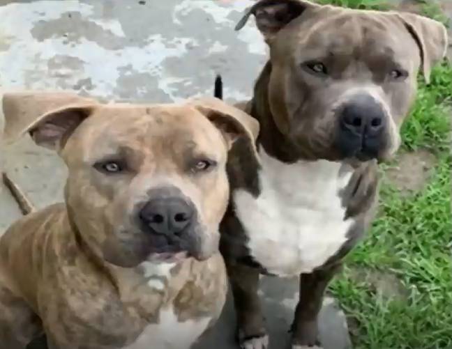 The mother felt she had no choice but to stab the dogs. Credit: NBC LA