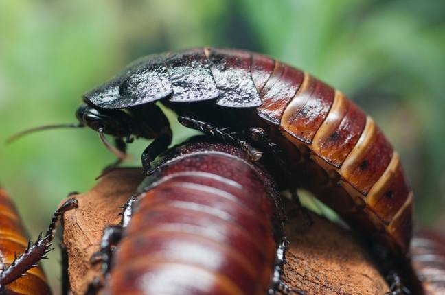 Scientists Use Gene Editing To Create Mutant Cockroaches For