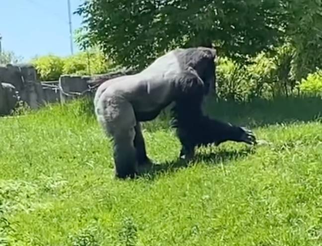 People have been touched by the remarkable footage. Credit: Facebook/Detroit Zoo