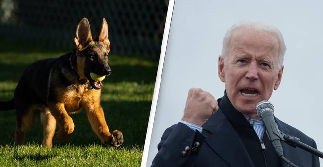 Joe Biden Welcomes New Puppy To White House