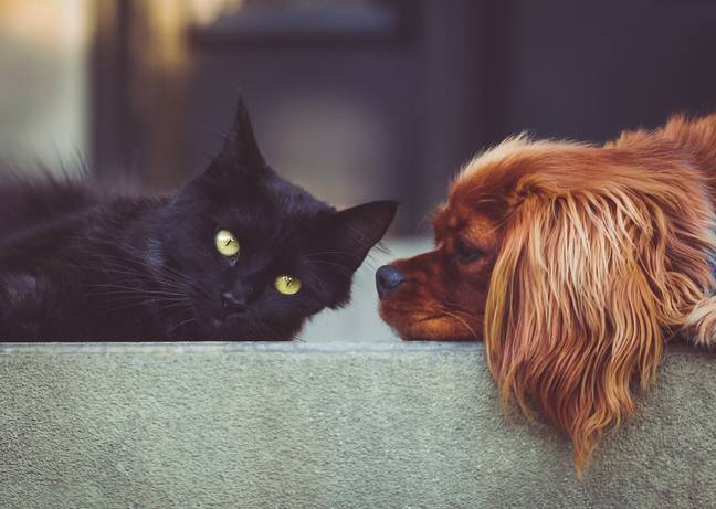 Cat and dog (Pixabay)