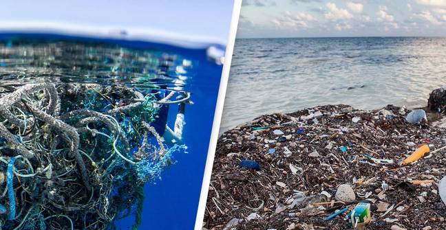 Coastal Species Have Emerged Thriving On Great Pacific Garbage Patch, Scientist Discover