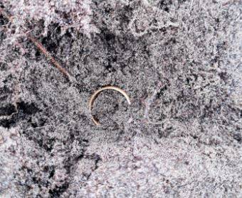 Ring discovered in dirt (Donald MacPhee/Facebook)