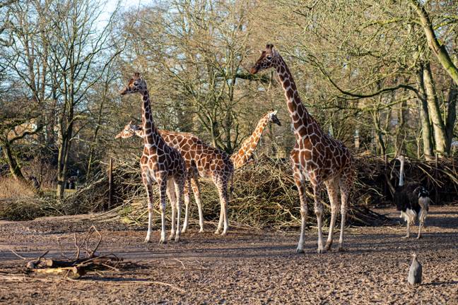 Giraffes in Copenhagen Zoo. (Alamy)