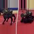 Russia shows off new military 'robot dog' that can hold a rocket launcher