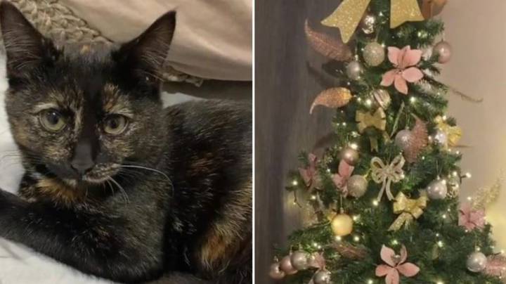 People are losing it over woman’s Christmas tree after she got fed up with her cat attacking it