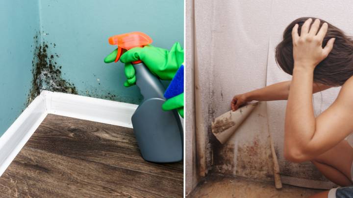 Mum shares homemade spray that banishes mould from homes