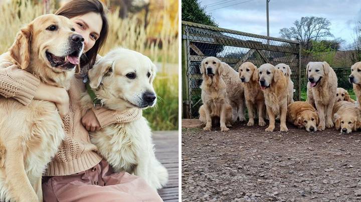 UK News: Company will pay you £500 to spend the day surrounded by golden  retrievers
