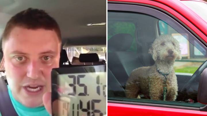 RSPCA Reveals What It's Like To Be A Dog In A Car During Heatwave