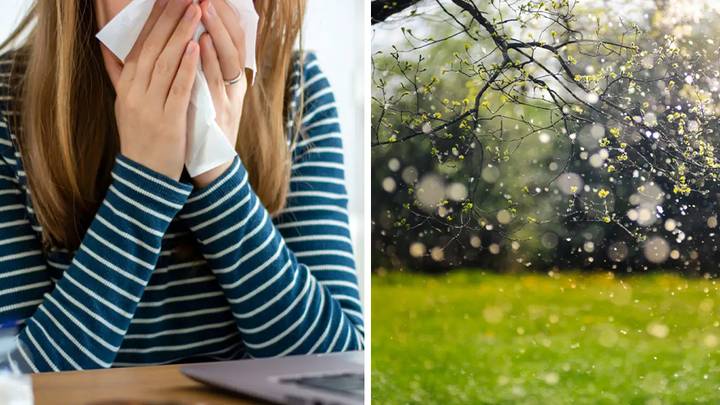 Hay Fever Sufferers Warned About 'Thunder Fever' As Heatwave Hits